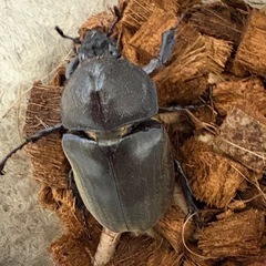【新成虫】カブトムシ♀（52.0mm）