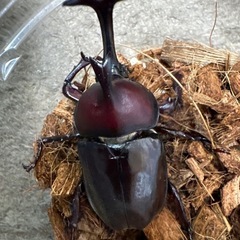 【新成虫】カブトムシ♂（未測定）