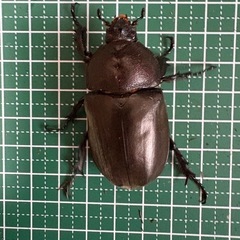【新成虫】カブトムシ♀（50.7mm）