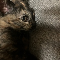 この前投稿しましたがサビちゃんキャンセル出ました