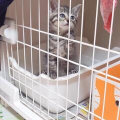 【優しい里親さん決まりました】サバトラ子猫ちゃん