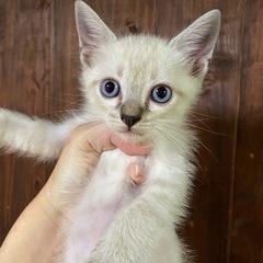 4/21生まれの子猫ちゃん。赤丸の子になります - 浦添市