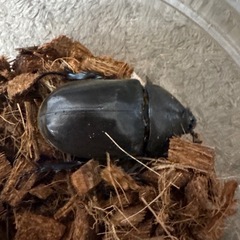 【新成虫】カブトムシ♀（未測定）