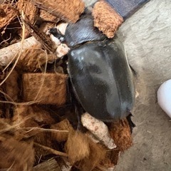 【新成虫】カブトムシ♀（未測定）