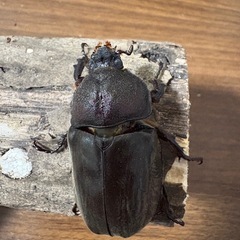 【新成虫】カブトムシ♀（50.4mm）