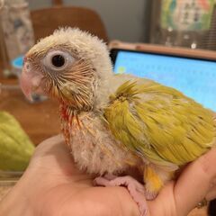 ウロコインコ（サンチーク）2号ちゃんお迎え先募集中