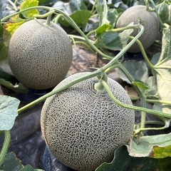 ❣️第二弾終了🍈メロン🍈