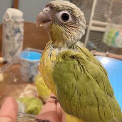 ウロコインコ（ダイリュート）1号くんお迎え先募集中