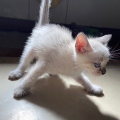 4/21生まれの子猫。一旦受付中止します。 - 猫