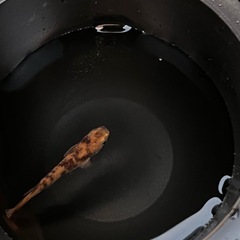 赤虎稚魚15匹の画像