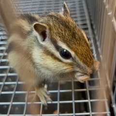 シマリス♂ 6ヶ月　里親募集