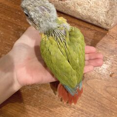 ウロコインコ（ダイリュート）2号くんお迎え先募集中