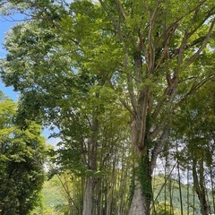 欅の伐採して持って帰ってくれる人