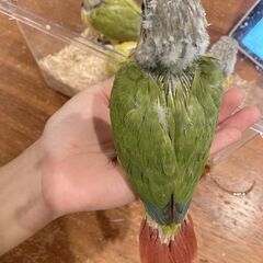 ウロコインコ（ダイリュート）3号くんお迎え先募集中
