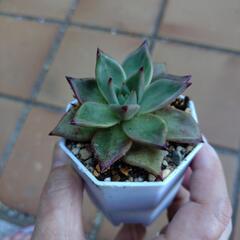 多肉植物