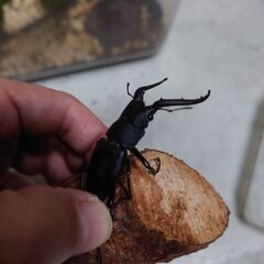 ノコギリクワガタ３匹