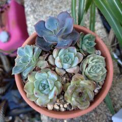多肉植物寄せ植え