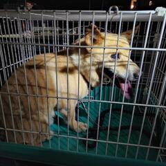 迷い犬
