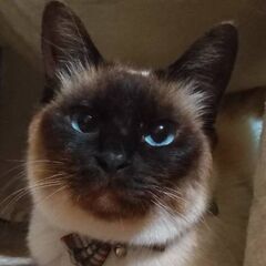 シャム猫シャムル (母)