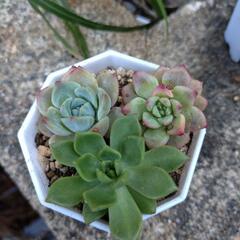 多肉植物寄せ植え