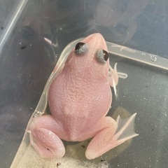 ババトラフガエル リューシ 赤目 激レア 1万円
