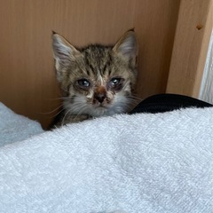 子猫