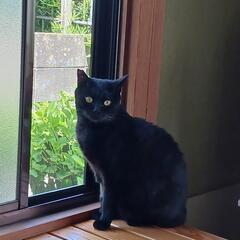 黒猫ちゃんの事