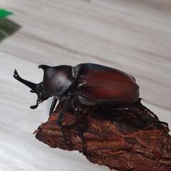 国産カブトムシ　ペア！