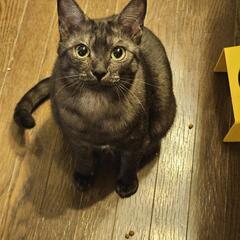 美猫のスモアちゃん、再度の募集です