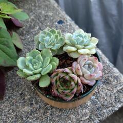 多肉植物寄せ植え