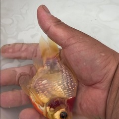 丹頂系玉サバ1匹3歳　金魚の画像