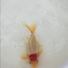 丹頂系玉サバ1匹3歳　金魚の画像