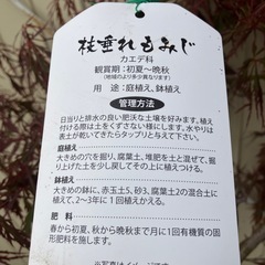 落葉樹　紅葉　枝垂れもみじ　曲がりの画像