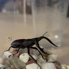 ノコギリクワガタ ♂