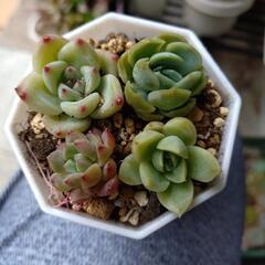 多肉植物寄せ植え