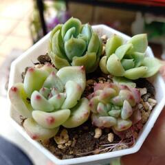 多肉植物寄せ植えの画像