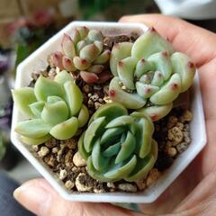 多肉植物寄せ植えの画像