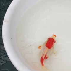 越之錦1匹3歳　金魚の画像