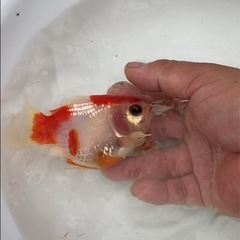 越之錦1匹3歳　金魚の画像