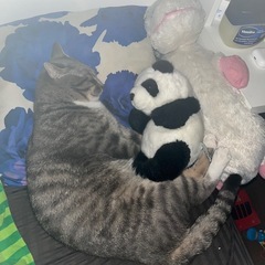 里親募集中🐈‍⬛早期にお引き取りお願いしたいです。