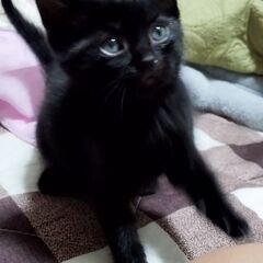 『急募集』生後1ヶ月半黒猫ちゃん『オス♂』