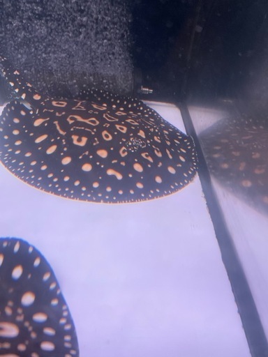 ダイヤモンドポルカ