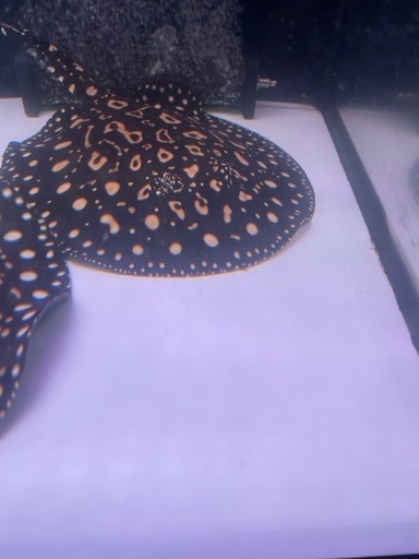 ダイヤモンドポルカ
