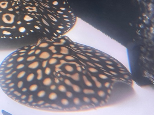 淡水エイ　ハイブリッド