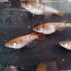 琥珀ラメメダカ５匹くらいの画像