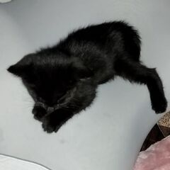 『お話中の為募集中断します』生後1ヶ月半黒猫ちゃん『オス♂』 - 里親募集