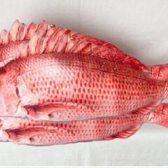鯛BIGぬいぐるみ3つセット 抱き枕 縁起物 贈り物にも