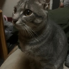 猫(鯖トラ)