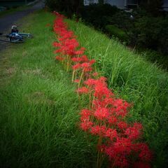 サイクリングと写真、ビデオ撮影を一緒に楽しみませんか。 - 名古屋市