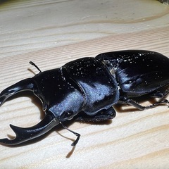 オオクワガタペア（愛知県産）の画像